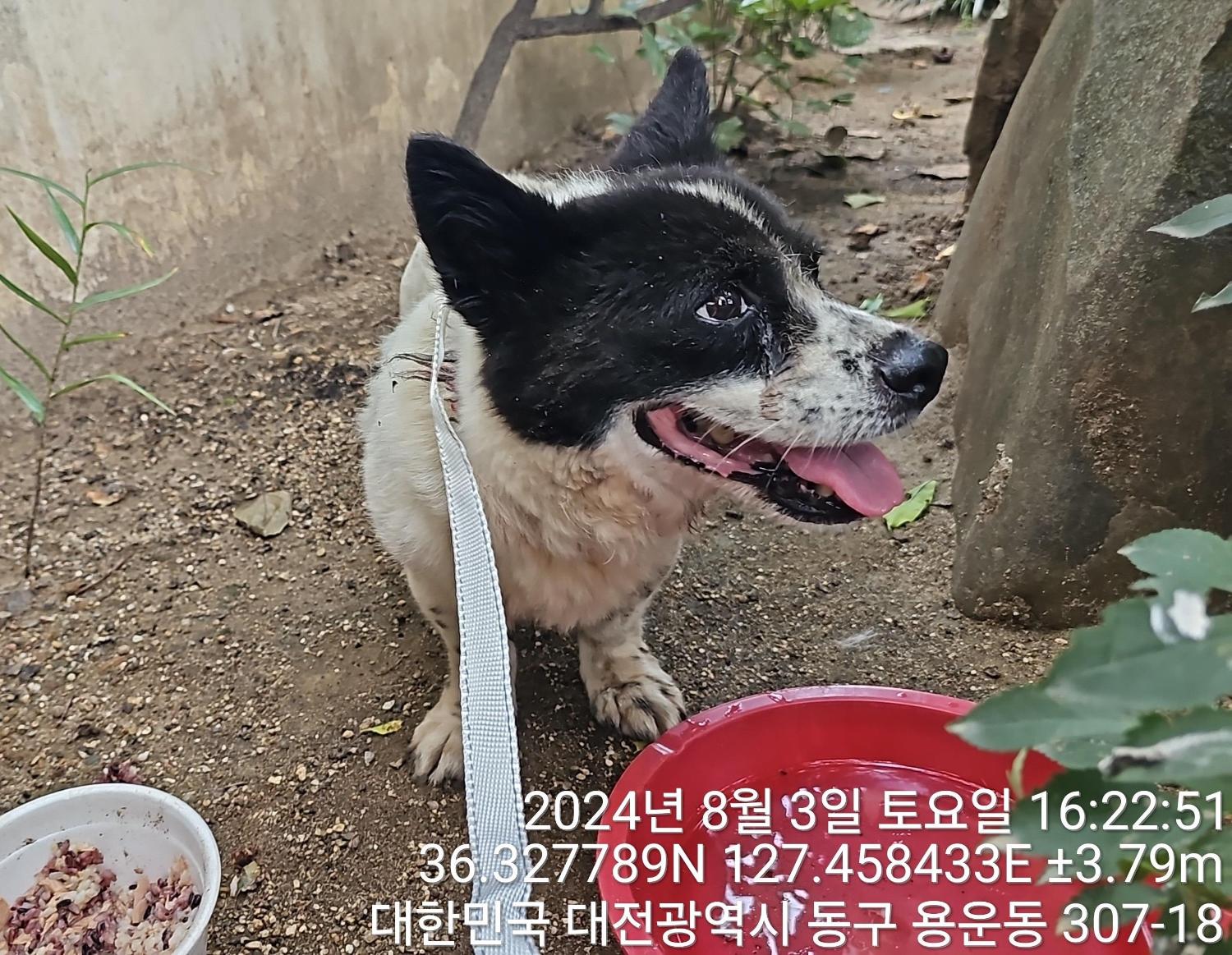 종료(반환) 믹스견…