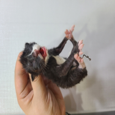 종료(자연사) 믹스…