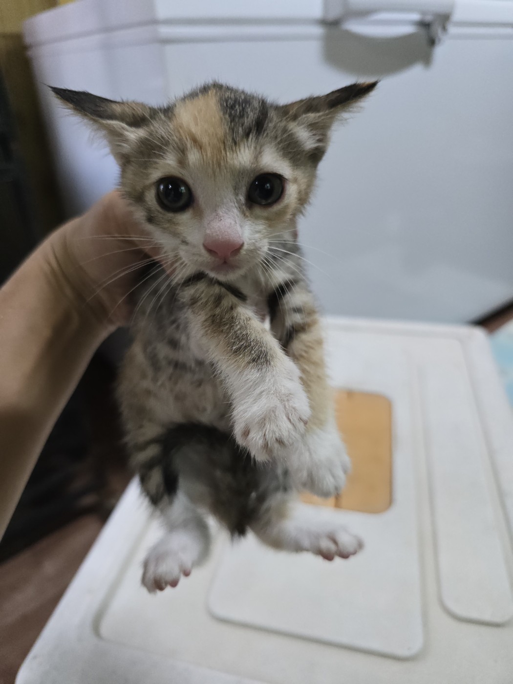 밀양시 동물보호센터_448536202401281