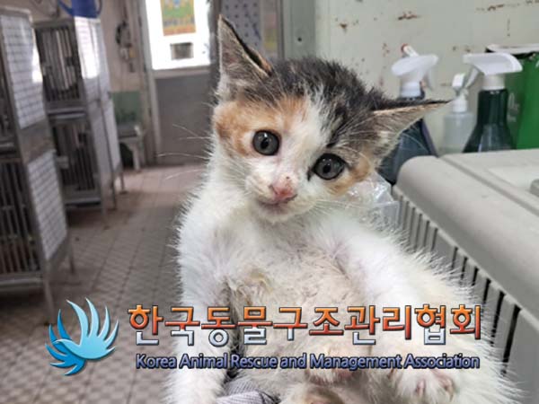 종료(입양) 한국 …