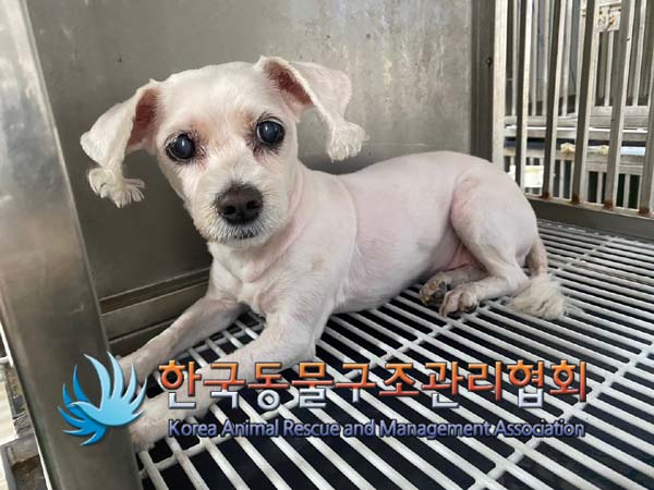 한국동물구조관리협회_411316202400416