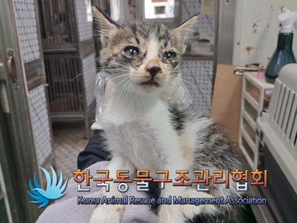 종료(안락사) 한국…