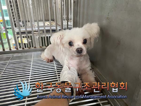 한국동물구조관리협회_411315202400399