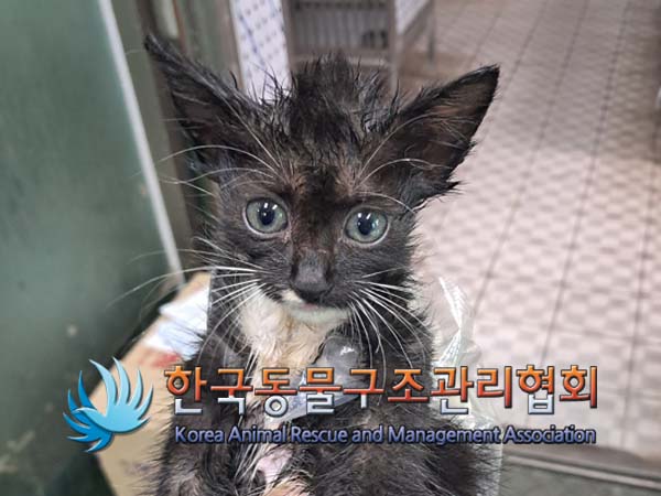 보호중 한국 고양이…