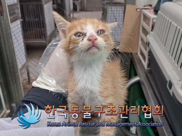 보호중 한국 고양이…