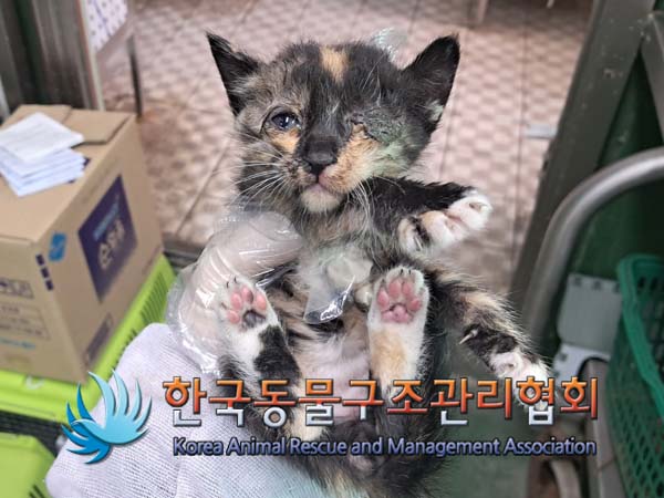 종료(자연사) 한국…
