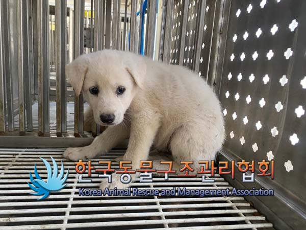 종료(안락사) 믹스…