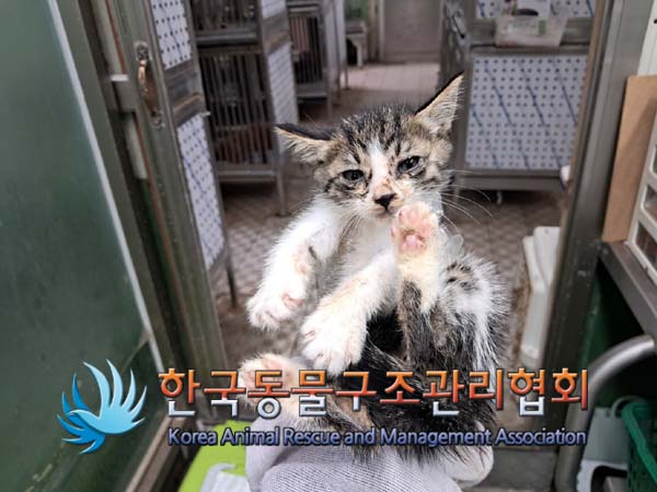 종료(안락사) 한국…