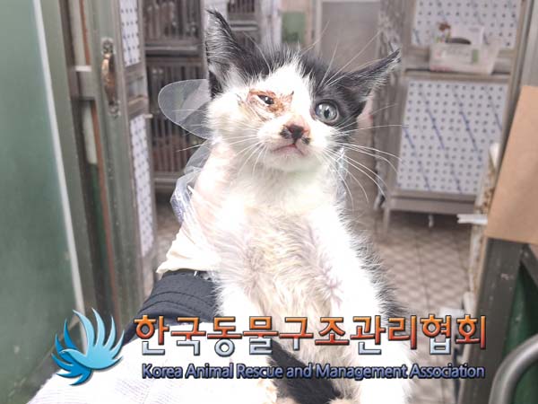 종료(안락사) 한국…