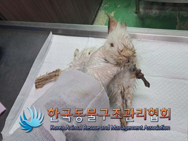 종료(자연사) 토끼…
