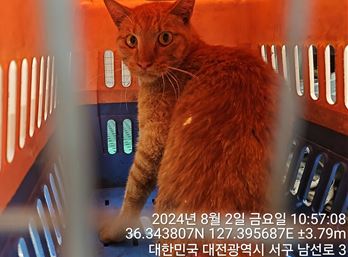 보호중 한국 고양이…