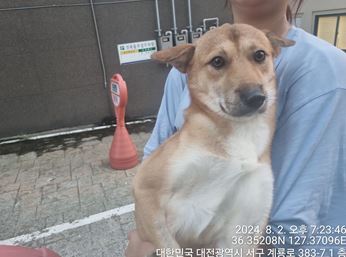 보호중 진도견의 가…
