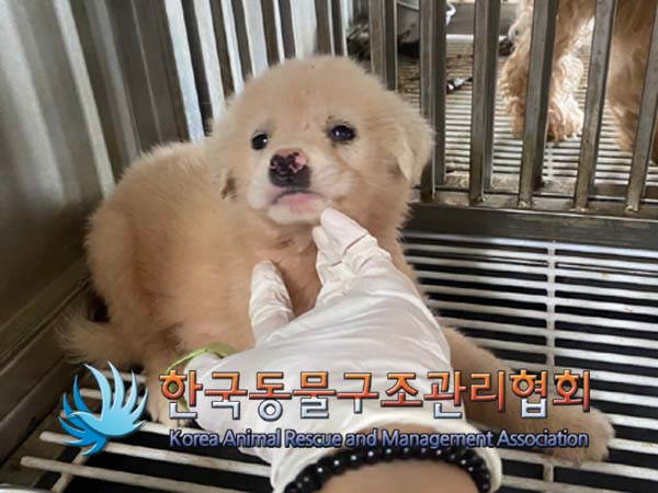 종료(안락사) 믹스…