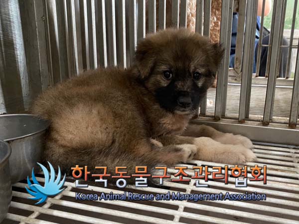 한국동물구조관리협회_441414202400605