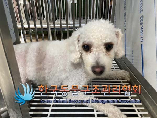종료(반환) 비숑 …