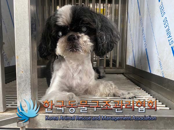 종료(반환) 시츄의…
