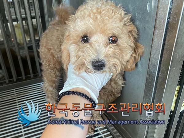보호중 푸들의 가족…
