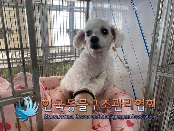 보호중 푸들의 가족…