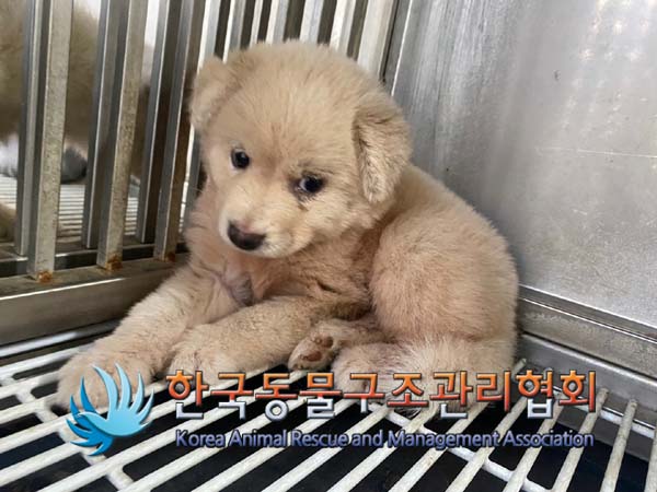 종료(안락사) 믹스…