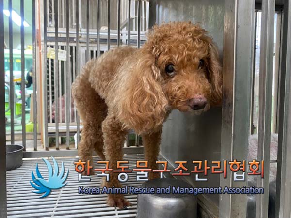 종료(반환) 푸들의…