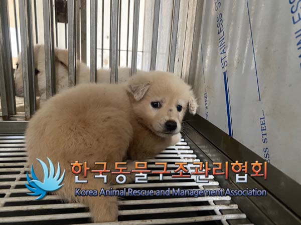 종료(안락사) 믹스…