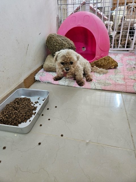 평창군유기동물보호소_442428202400099