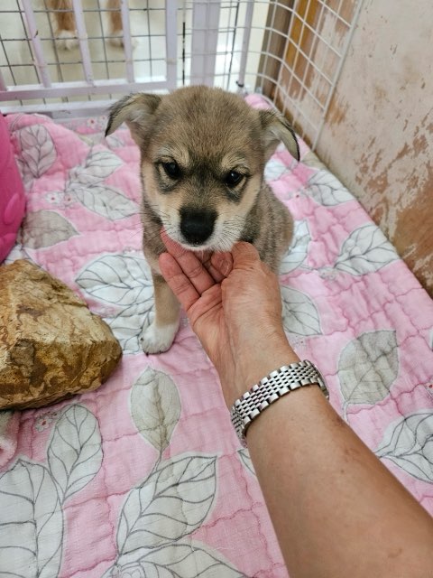 평창군유기동물보호소_442428202400103