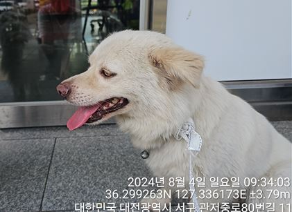 보호중 믹스견의 가…