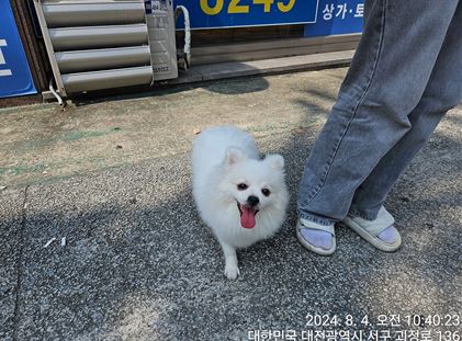 보호중 포메라니안의…