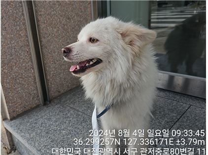 대전동물보호센터_430366202400380