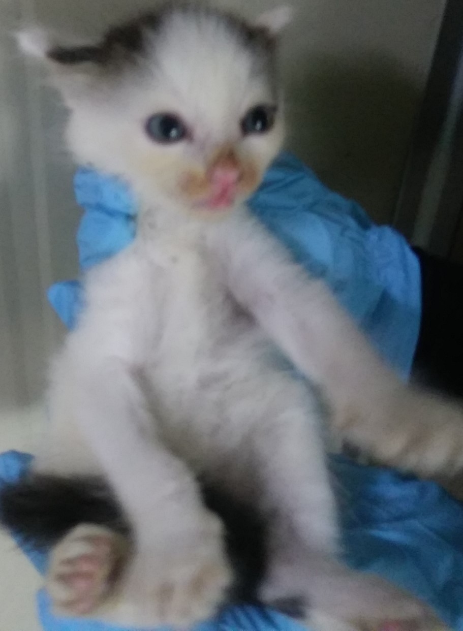 인천광역시수의사회_428351202400555