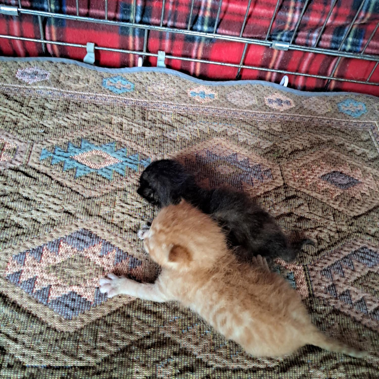 동물보호관리협회_426329202400518