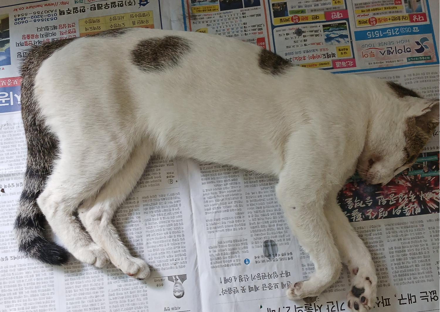 종료(자연사) 한국…