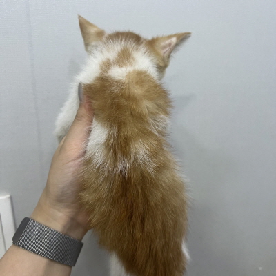 종료(자연사) 믹스…
