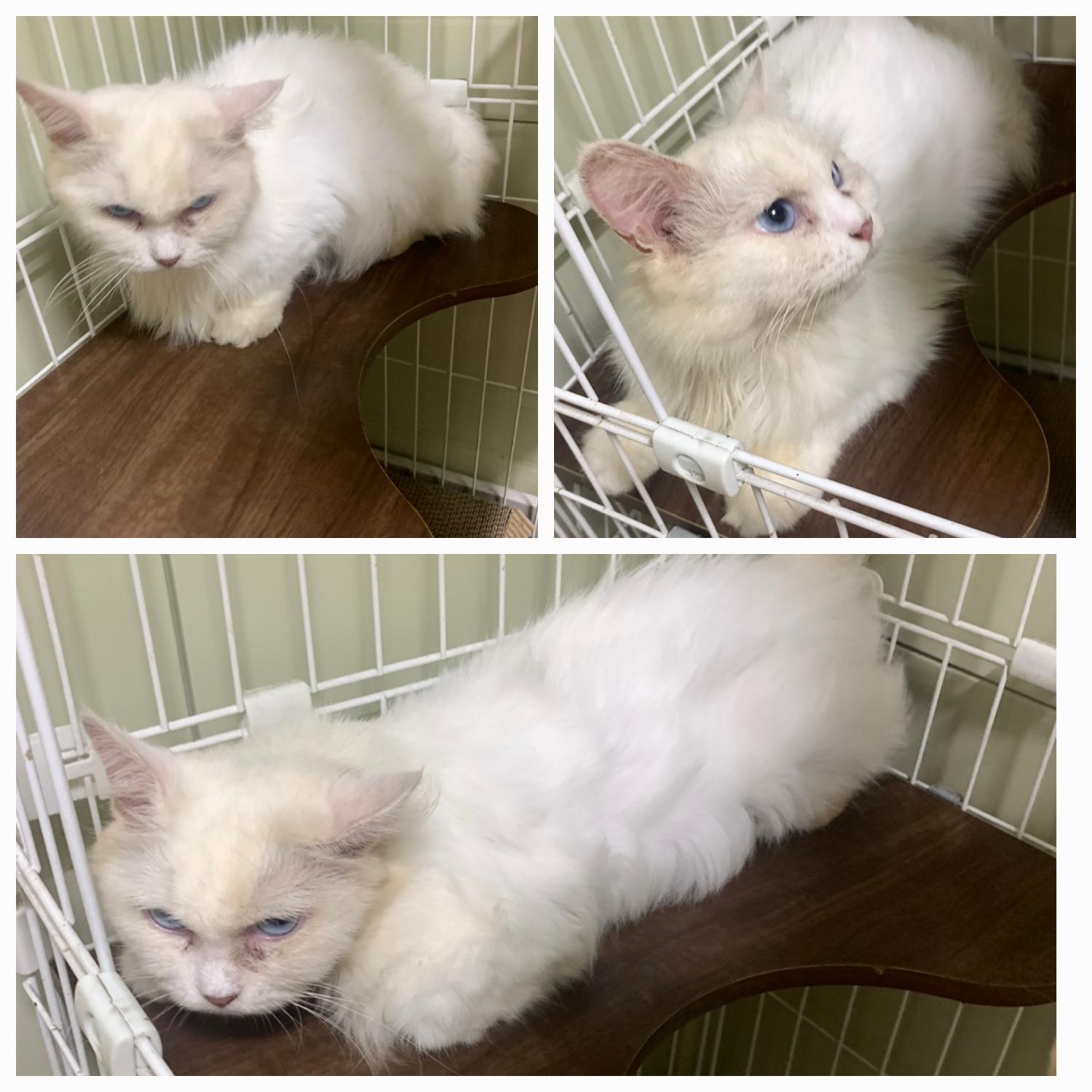 보호중 페르시안의 …