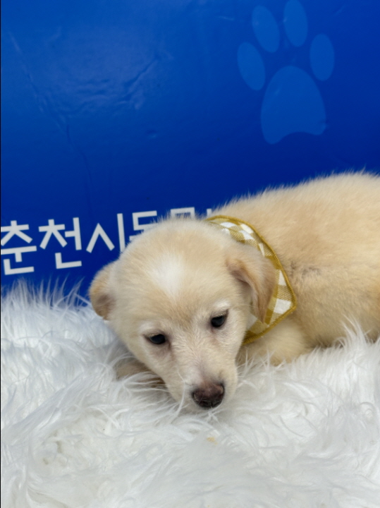 종료(입양) 믹스견…