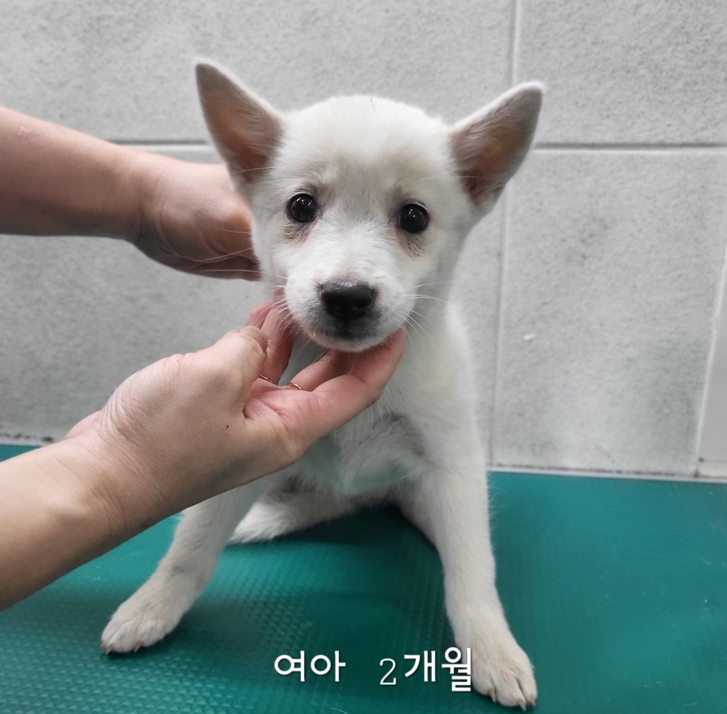 보호중 믹스견의 가…