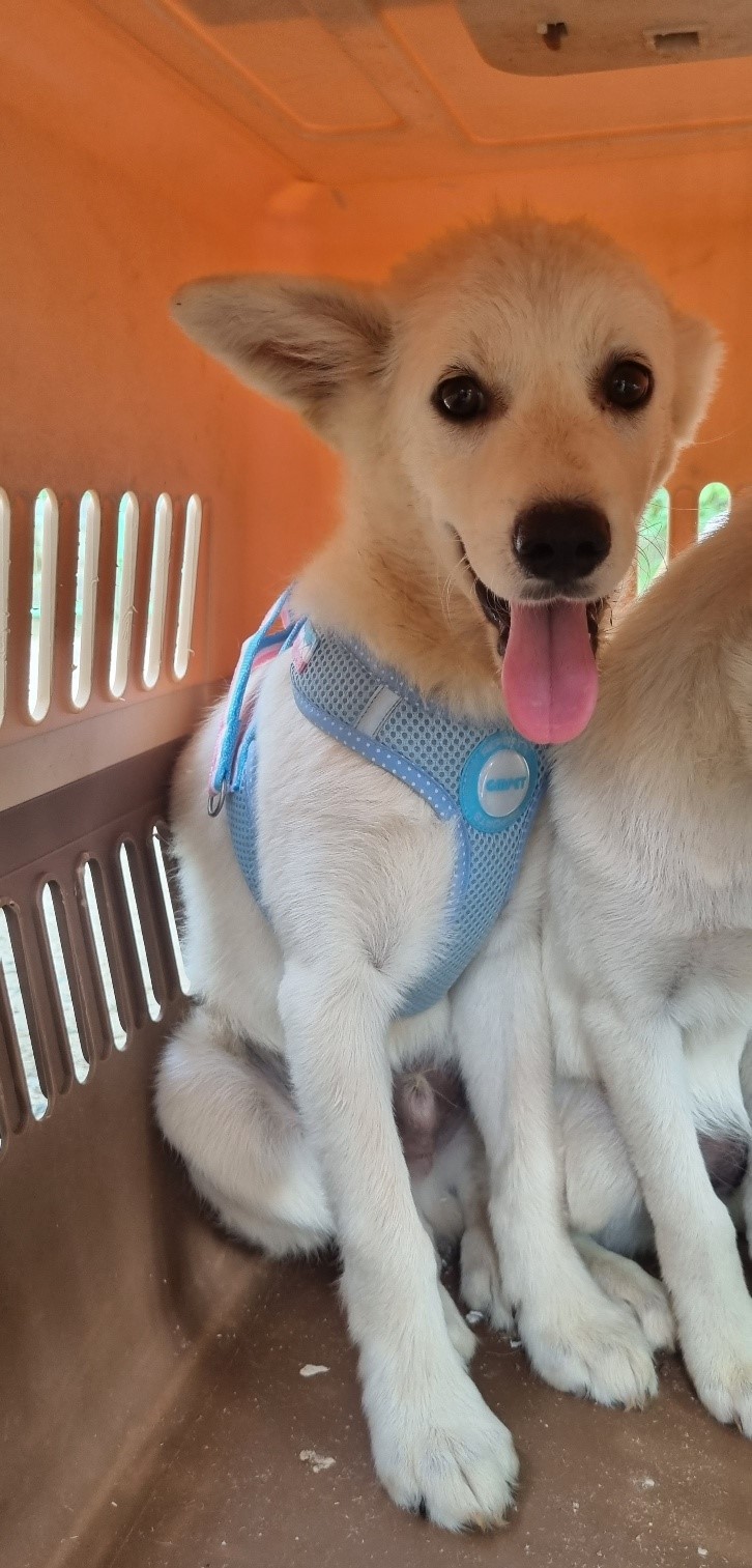울산유기동물보호센터_431373202401063