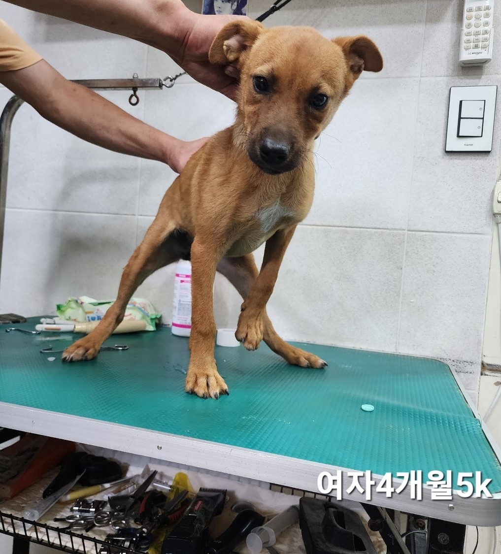 옥천동물병원_443443202400614