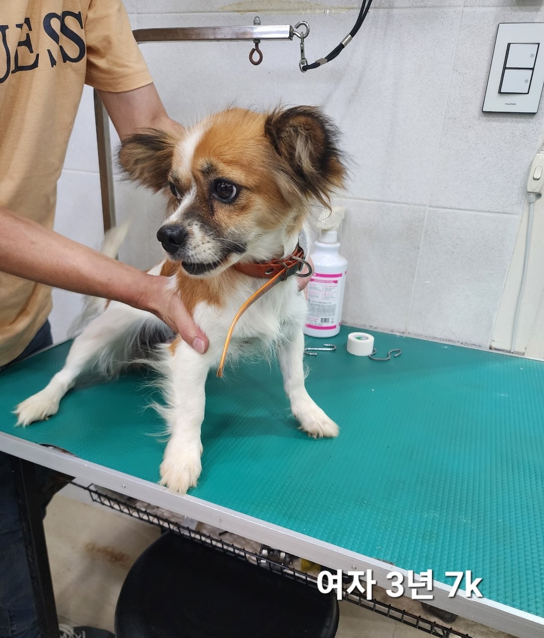 보호중 믹스견의 가…