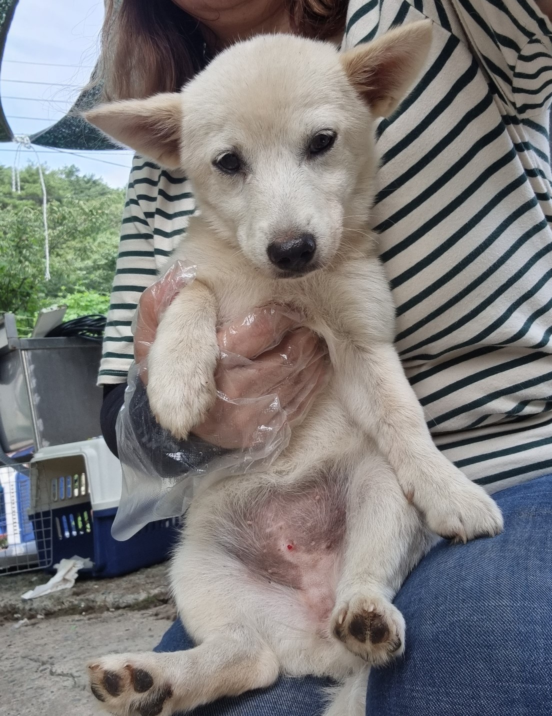 울산유기동물보호센터_431373202401066