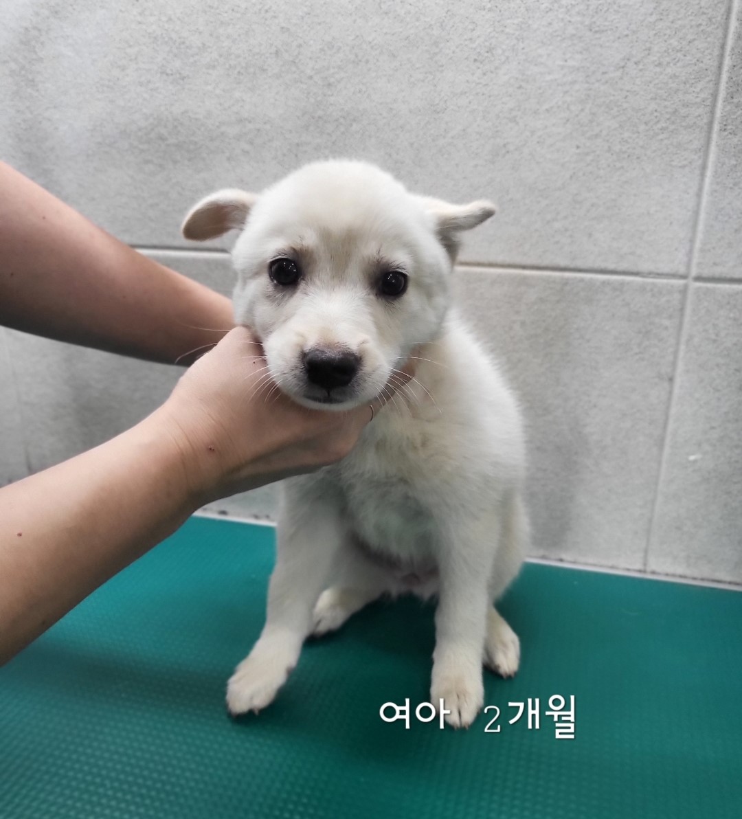 보호중 믹스견의 가…