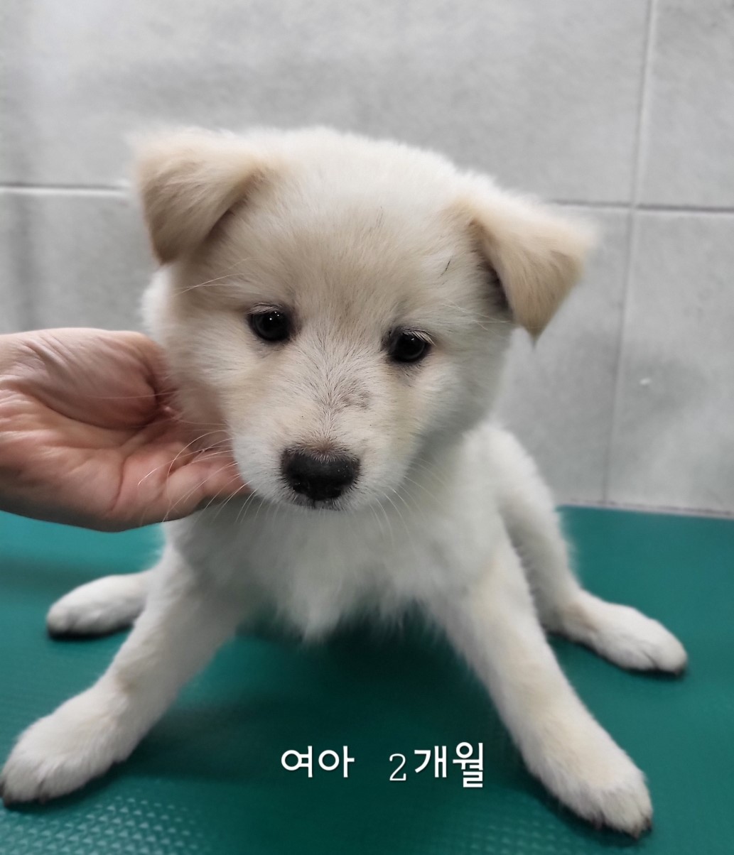 보호중 믹스견의 가…