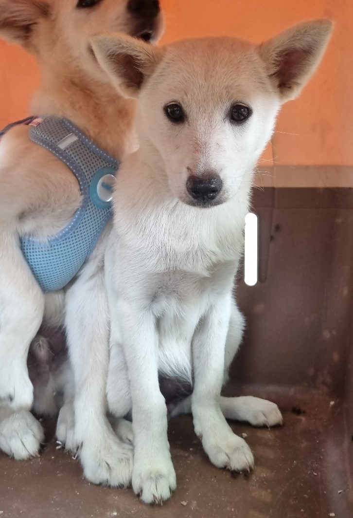 울산유기동물보호센터_431373202401064
