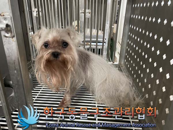 종료(안락사) 요크…