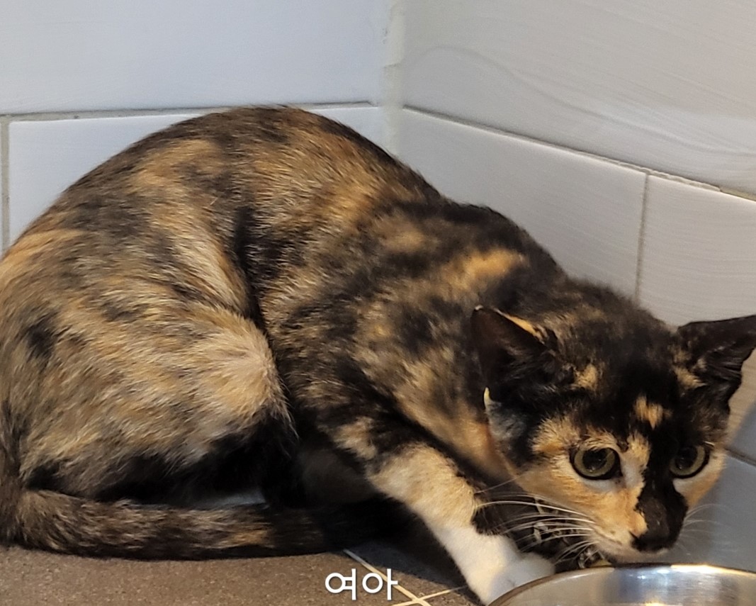 보호중 한국 고양이…