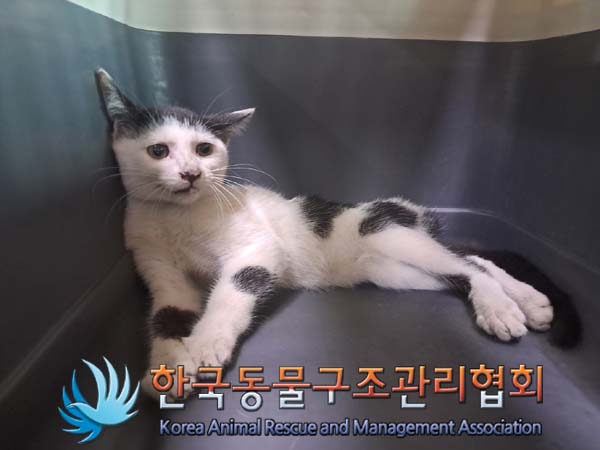 한국동물구조관리협회_441382202400641