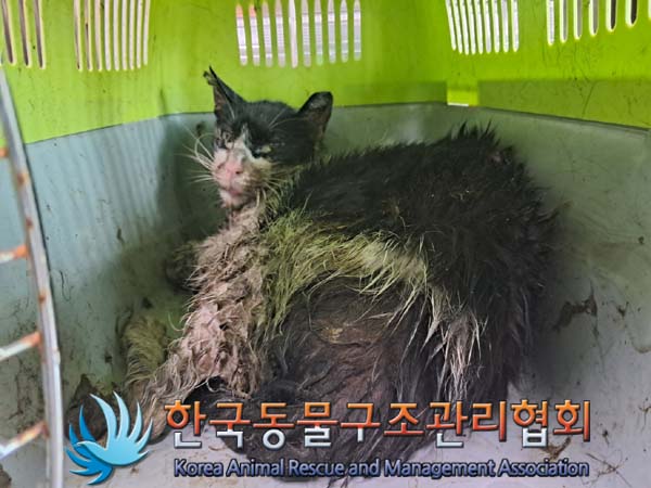종료(안락사) 한국…
