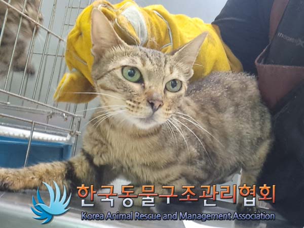 보호중 믹스묘의 가…