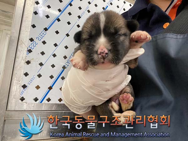 한국동물구조관리협회_441414202400611